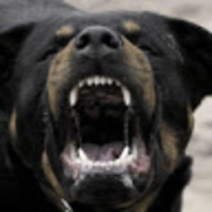 Meet your Posher, Carl